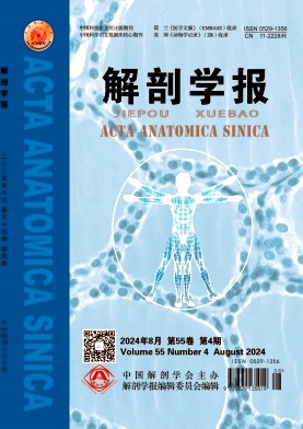 解剖学报封面
